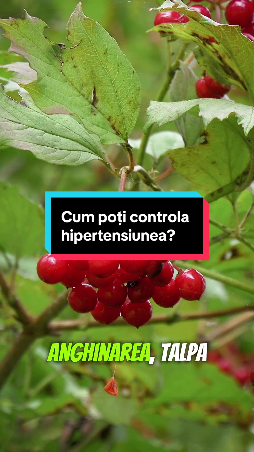 @Faunus Plant
