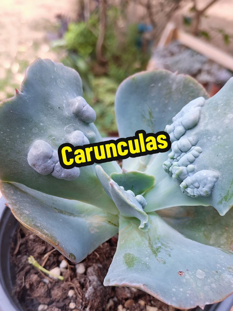 @Succulent_ninja