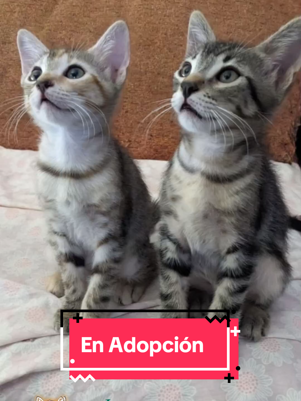 @enGatadas