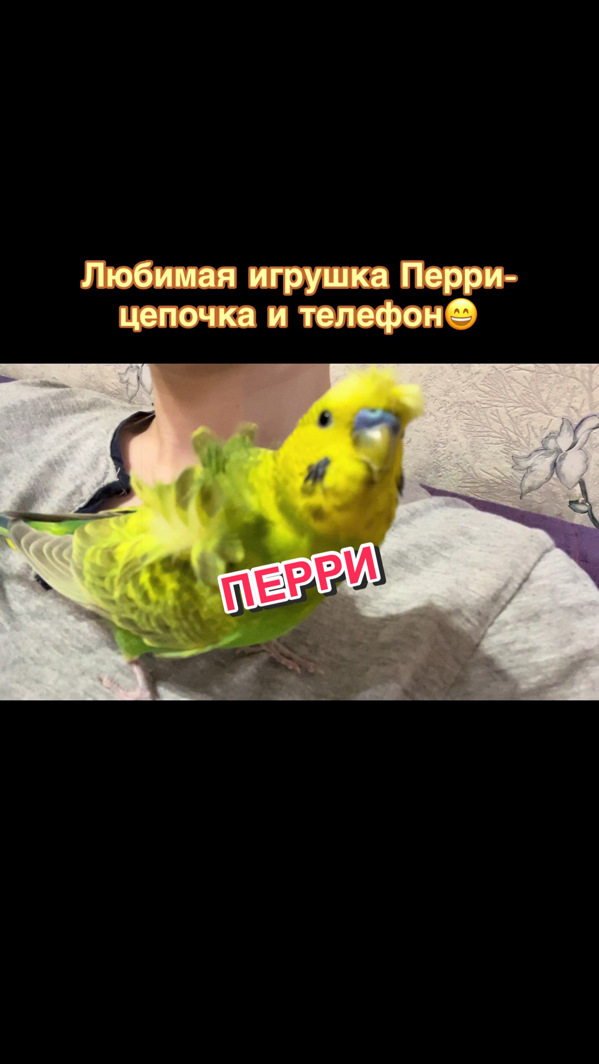 @🦎❤️Геля и питомцы❤️🦎