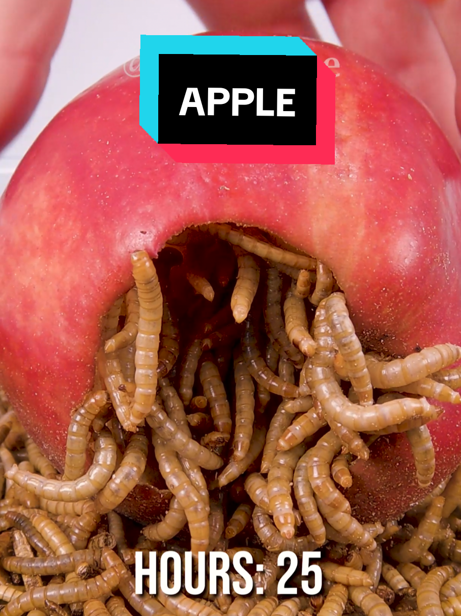 @wormlapse