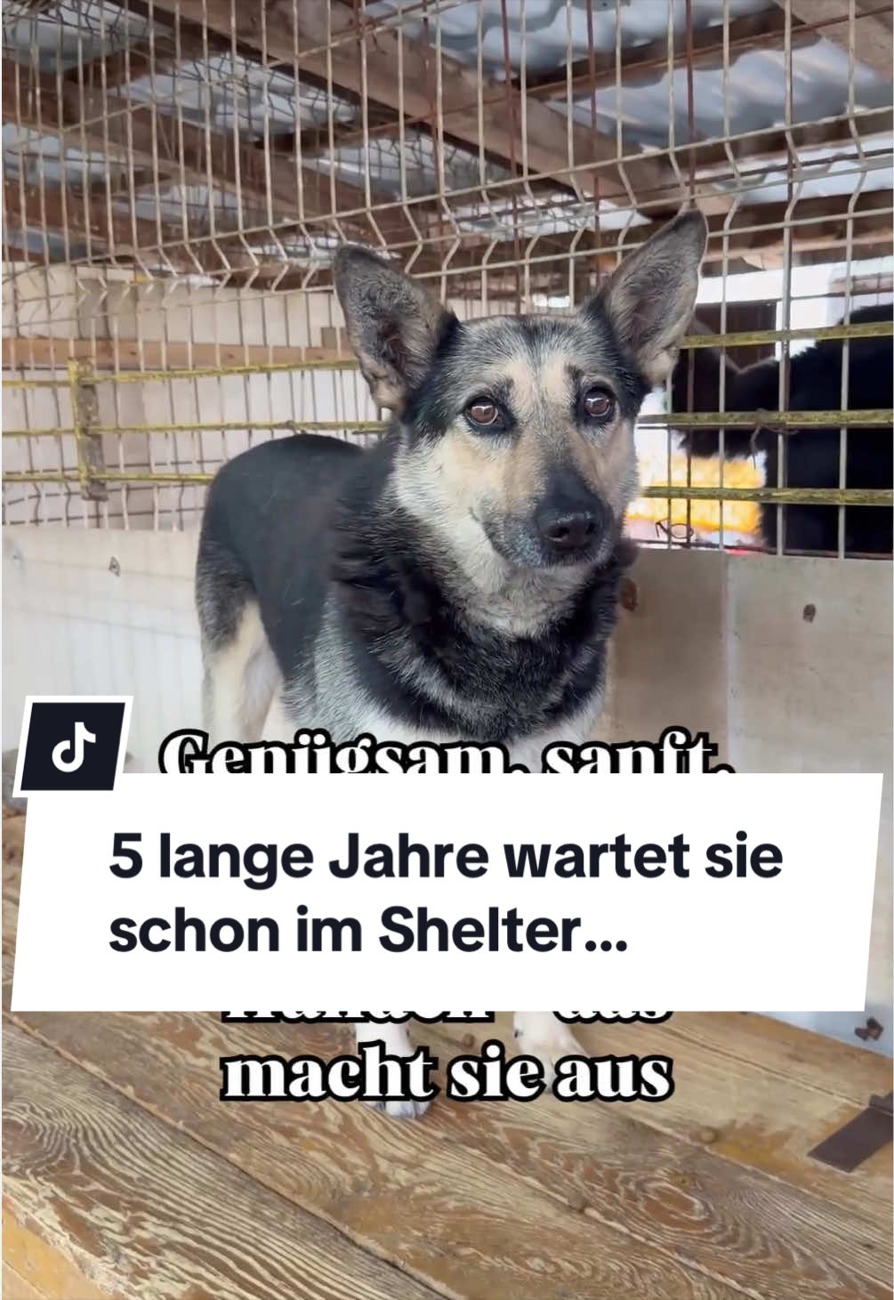 @Ein Herz für Streuner e.V.