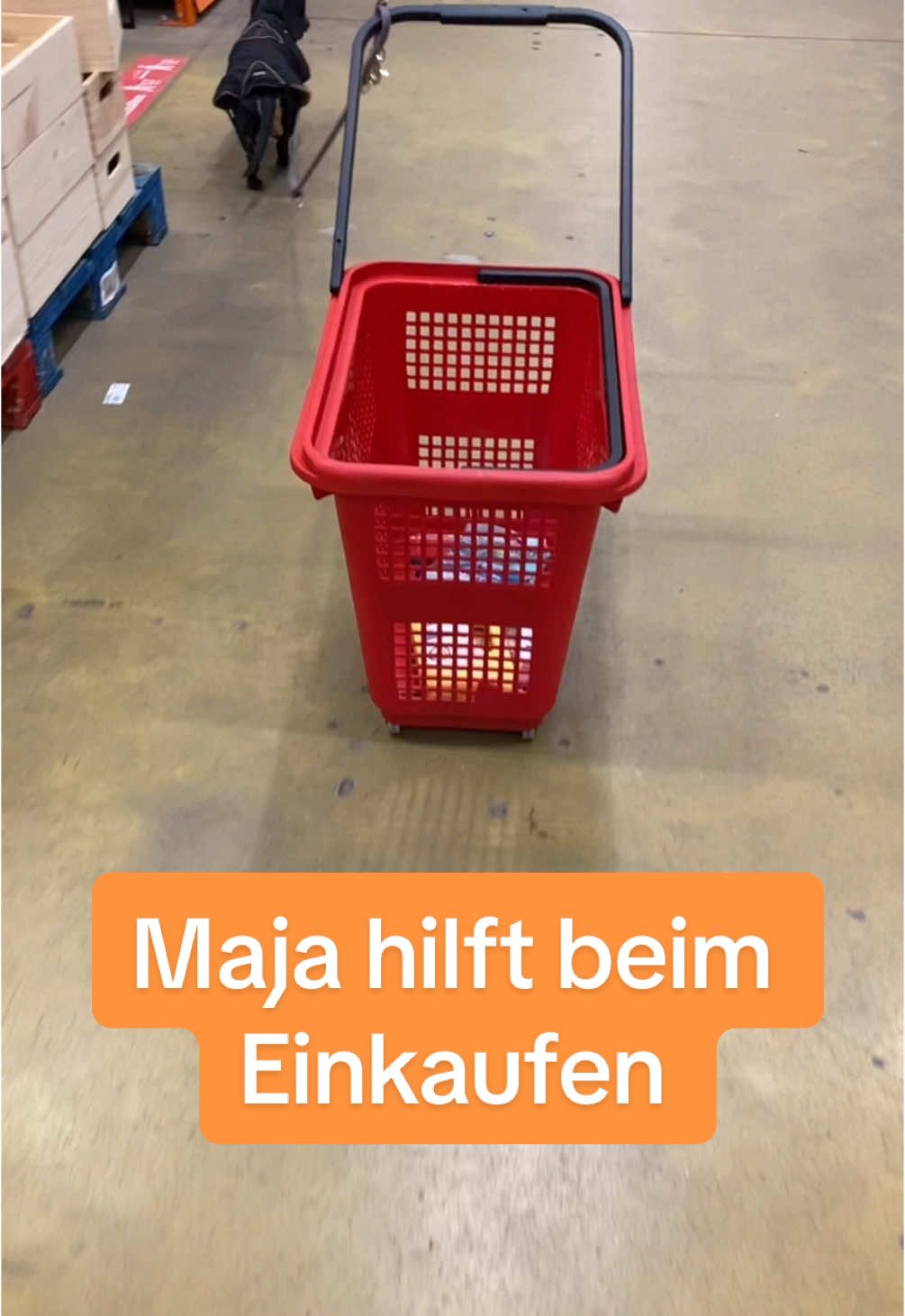 @SausagedogMaja