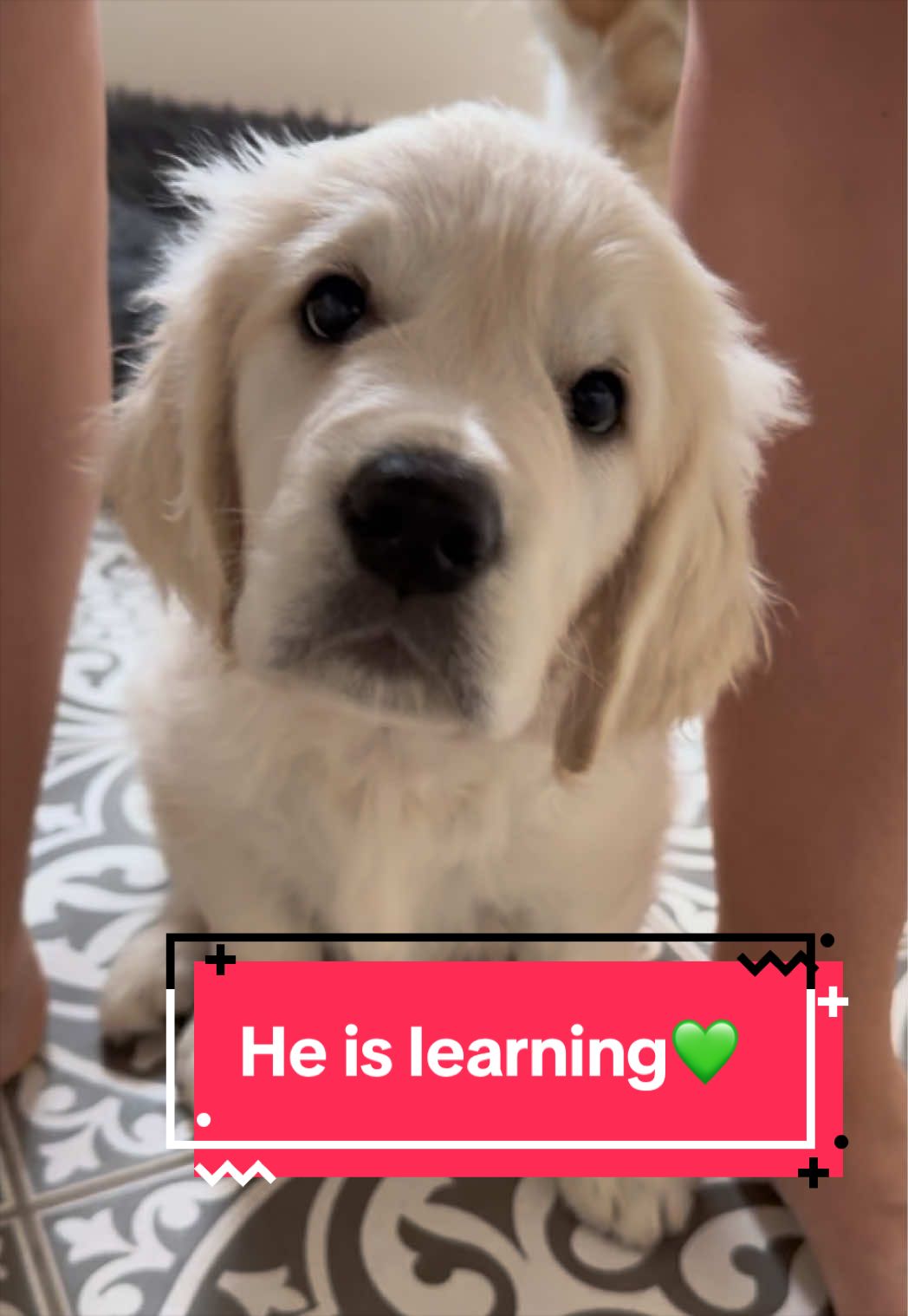 @Ateam Goldens