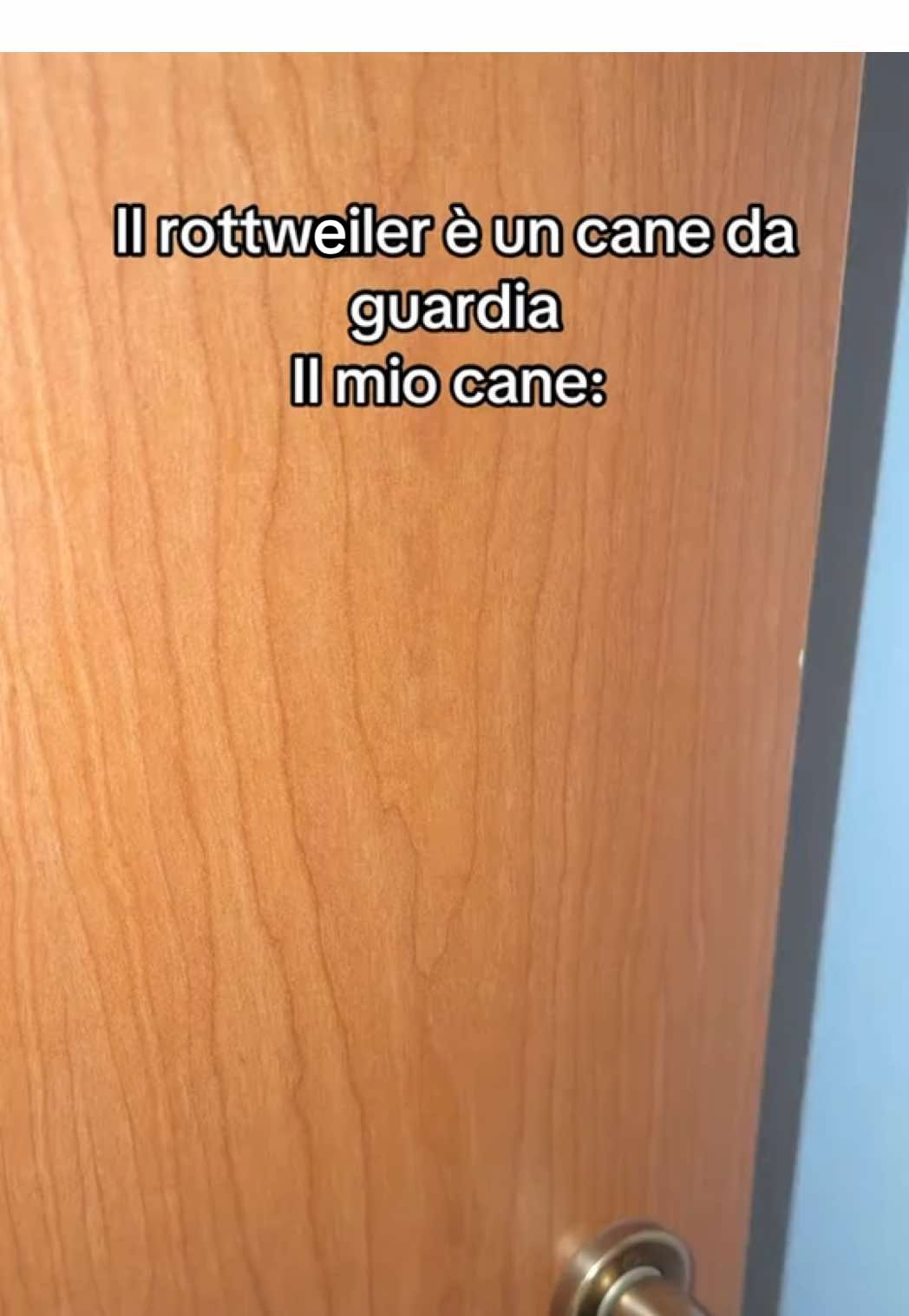 @Tutti pazzi per Ciro il rott
