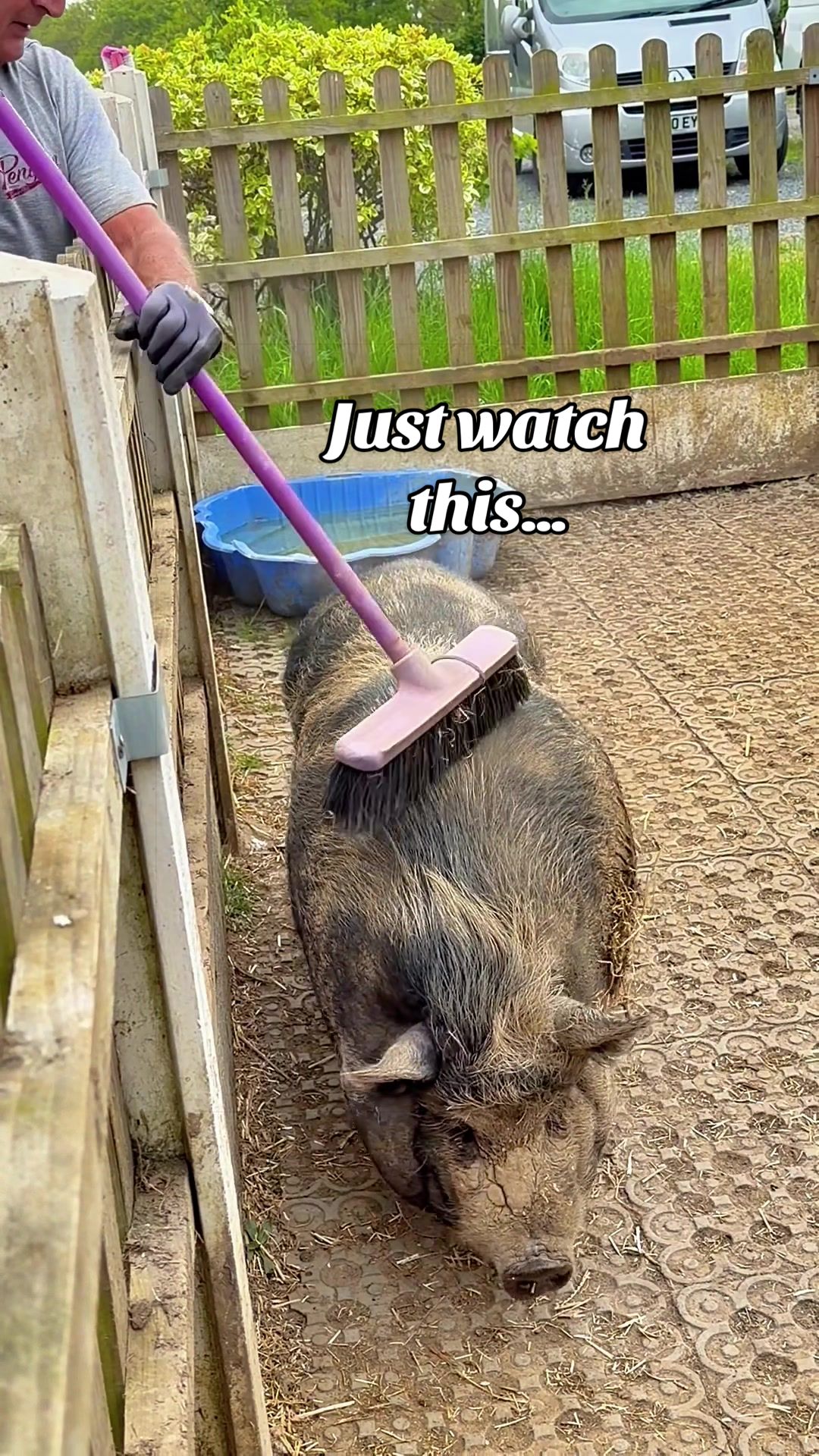 @AhimsaAnimalSanctuaryUK