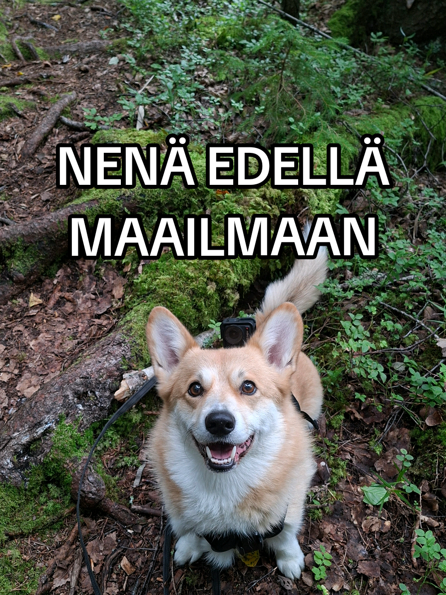 @Kaisa | koirien puolella đ¶