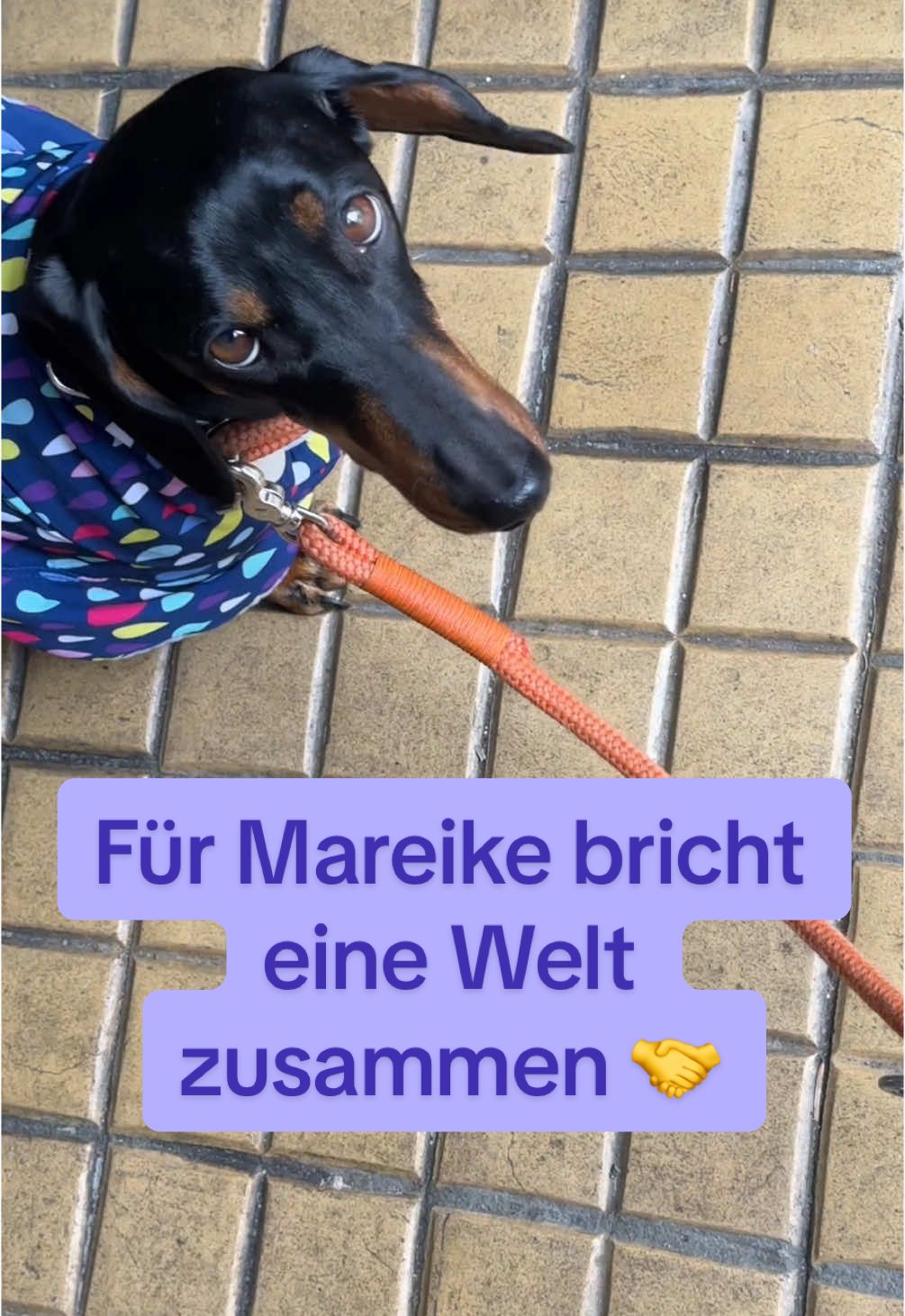@SausagedogMaja