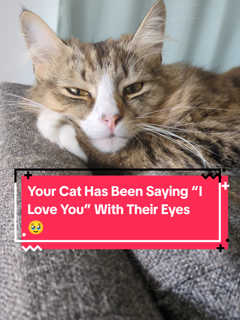 @The Cutest Cats Ever