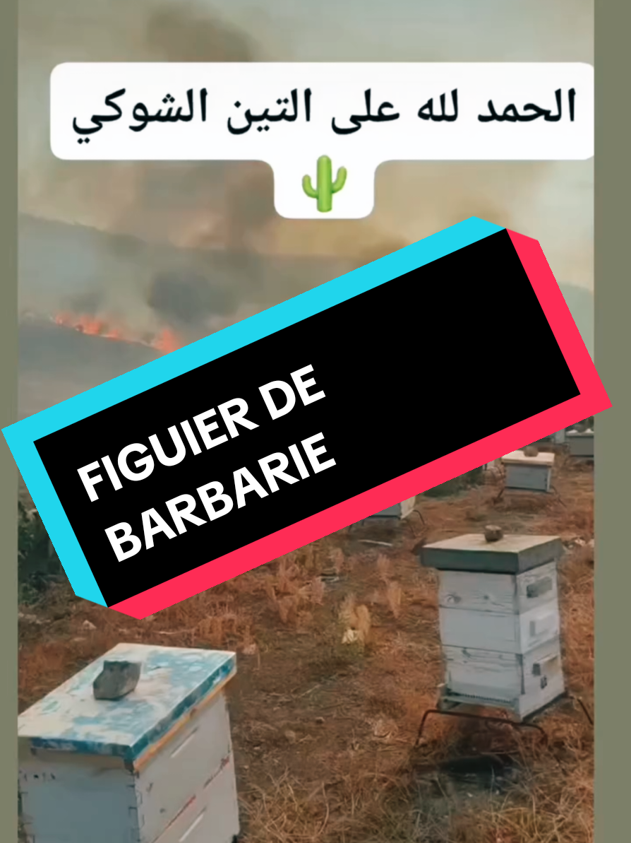 @ZAKARI-🅳🆉-UK-13🇩🇿🇬🇧