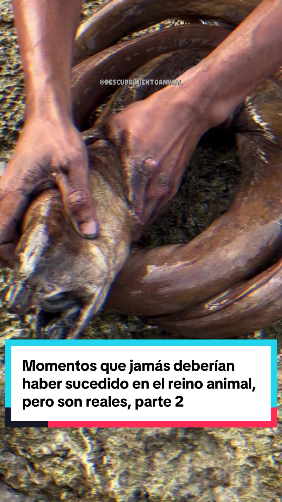 @Descubrimientoanimal