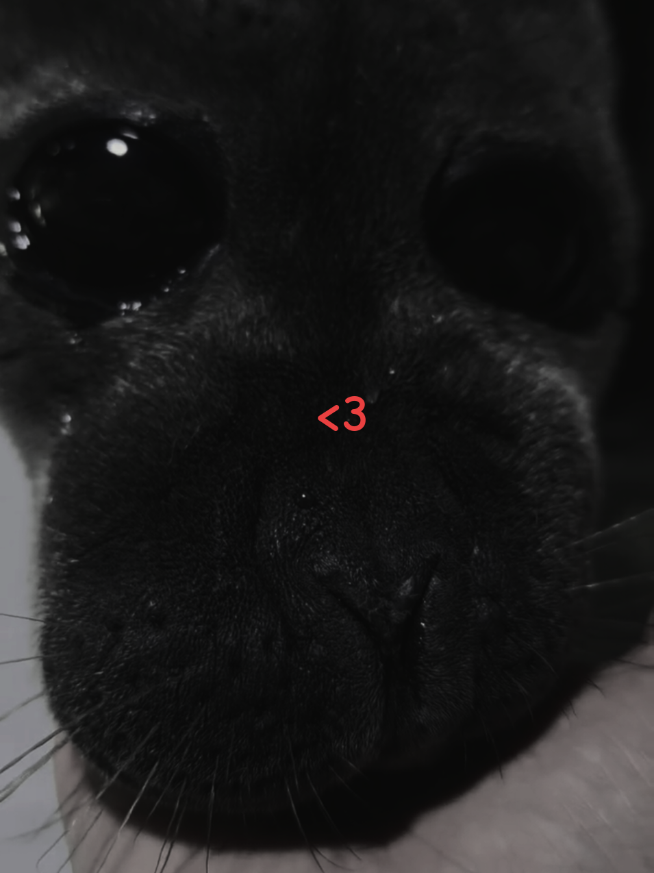 @🩷🎀 seal 🦭🩷
