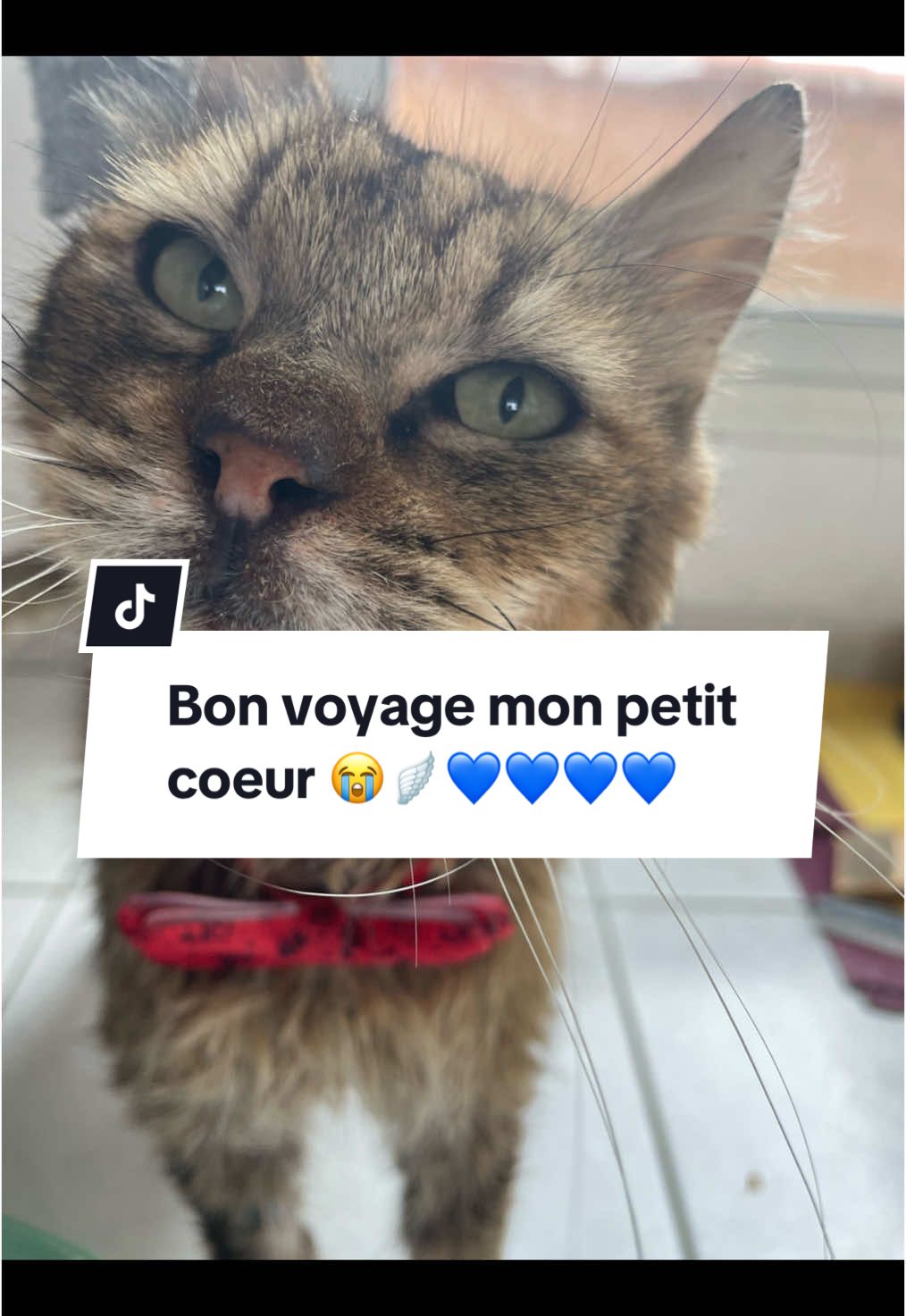 @LoTilia__
