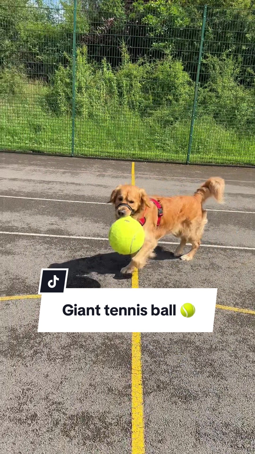 @Joey The Golden