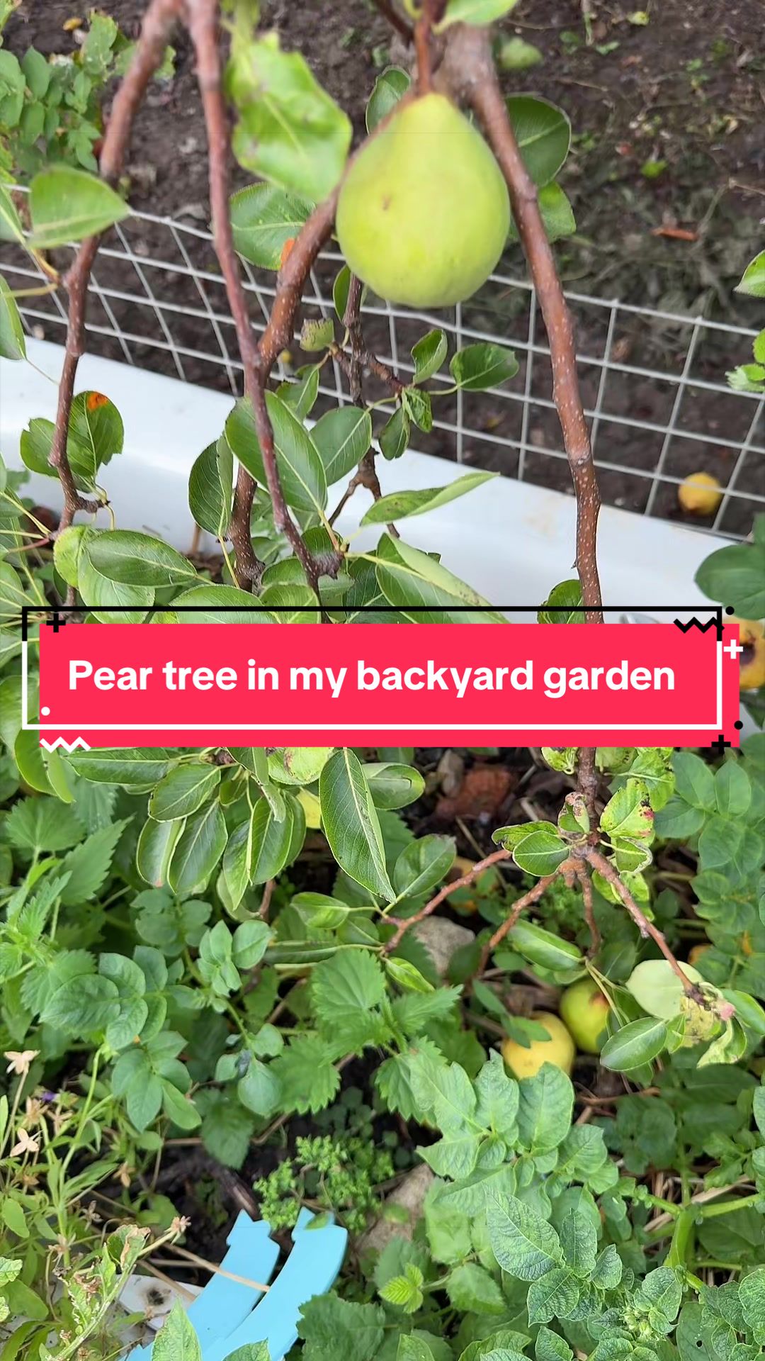 @Gardening 🧑&zwj;🌾