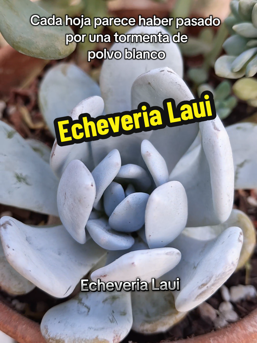 @Succulent_ninja