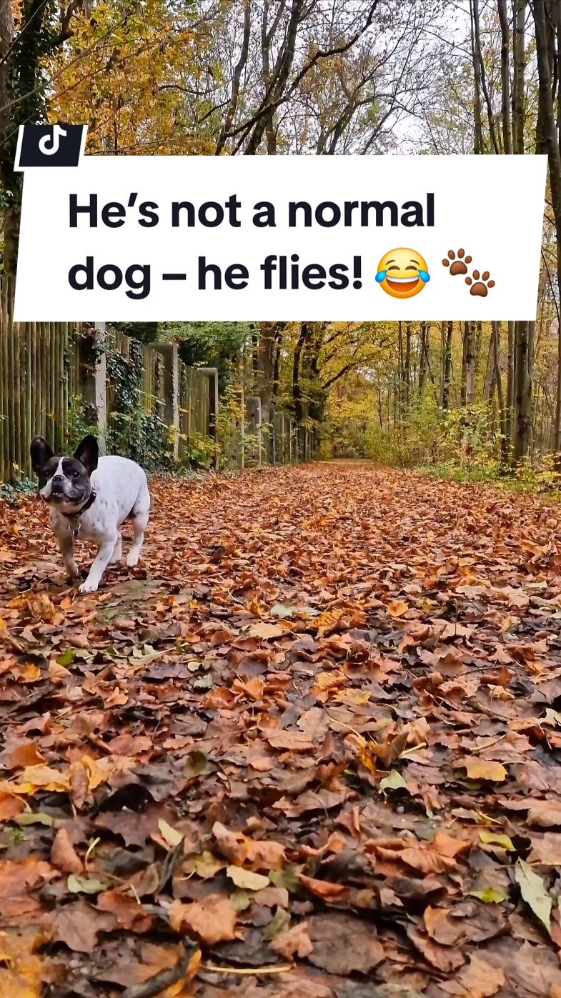 @French Bulldog Jacky 🐶🐾