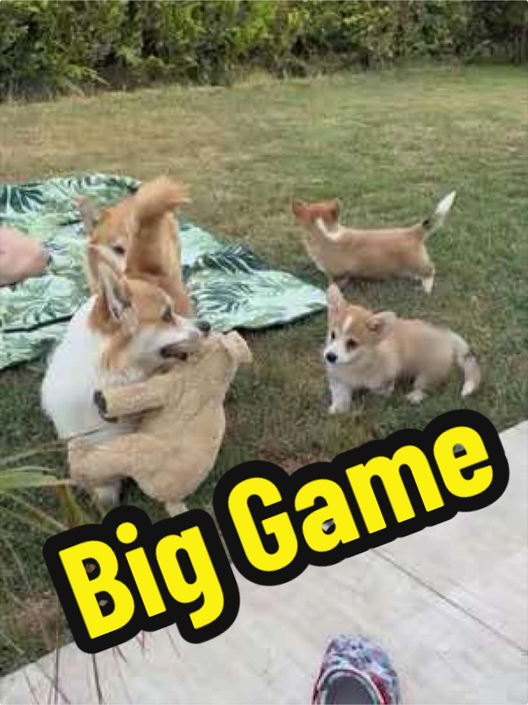 @BB fast dogs