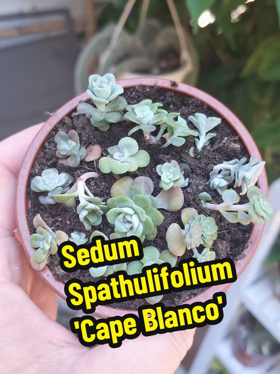 @Succulent_ninja