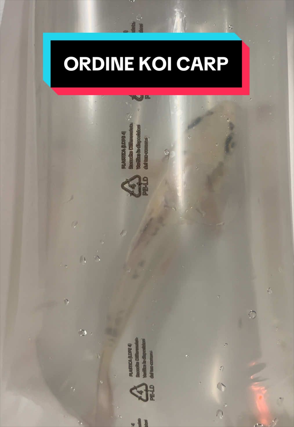 @Fish Ok