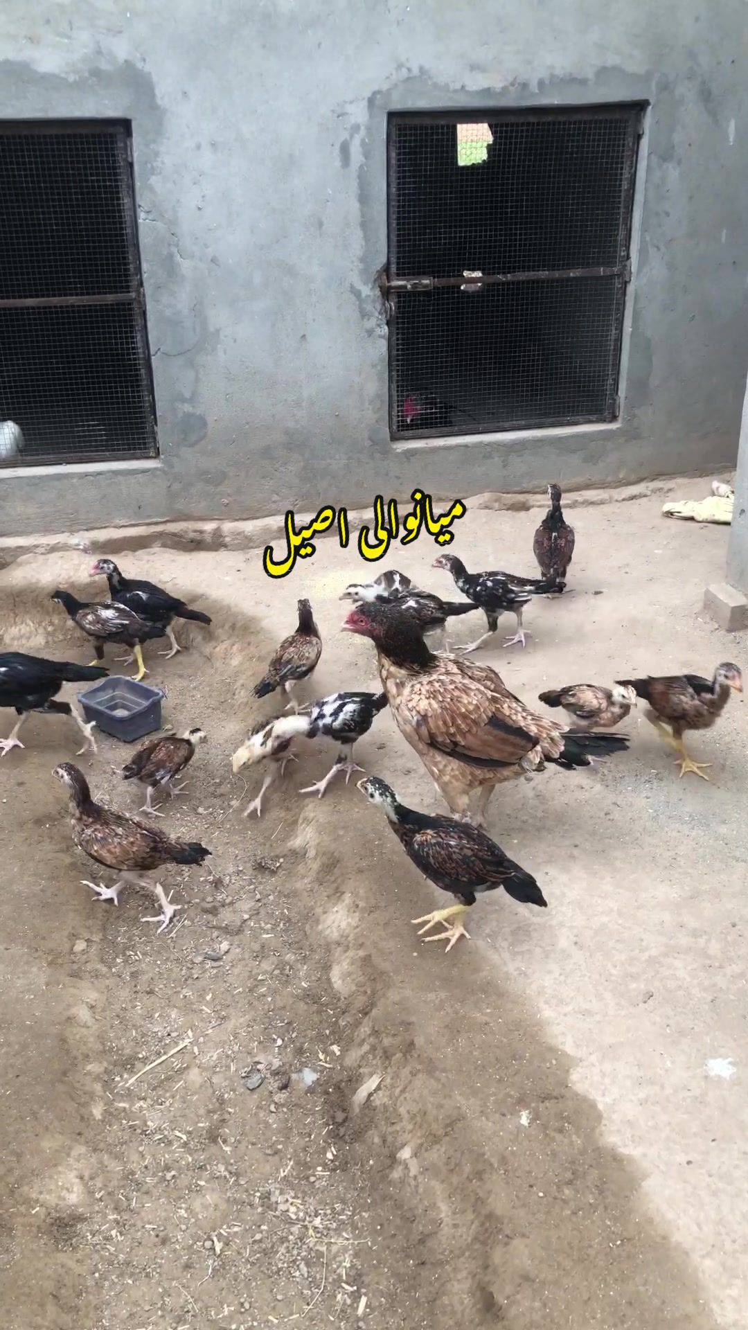 @Poultry Markaz