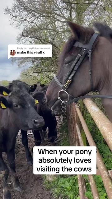 @poniesaremylegs_official