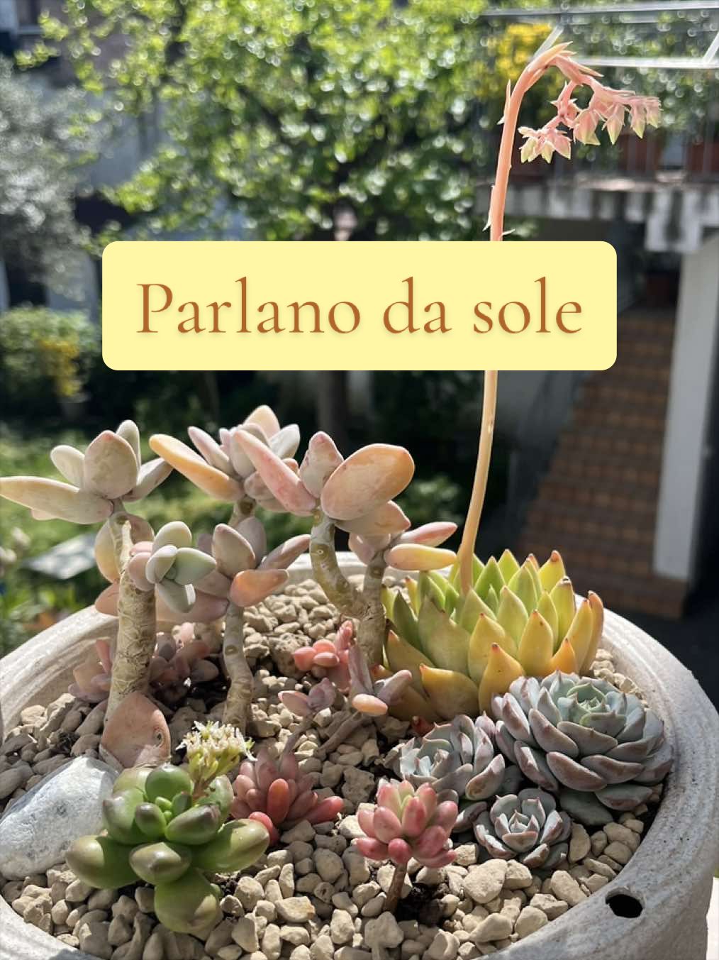 @piccole.spine.felici