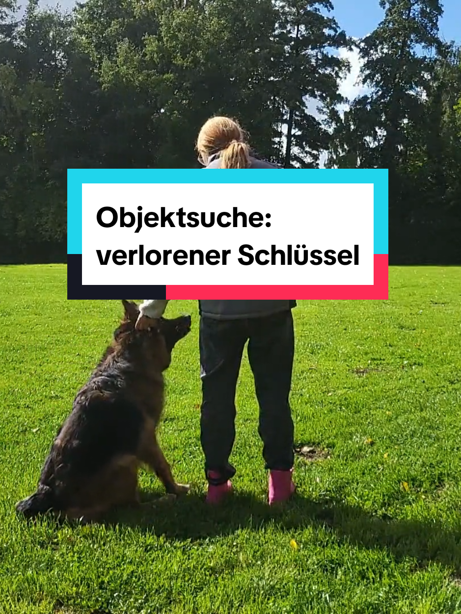 @Hundeschule Mit vier Pfoten