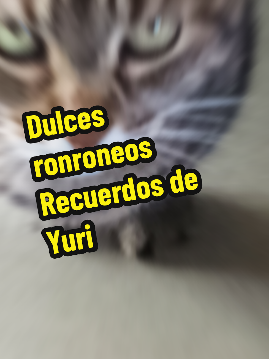 @❤️💛💜Nelo 2.0 🐈&zwj;⬛🐈🙀