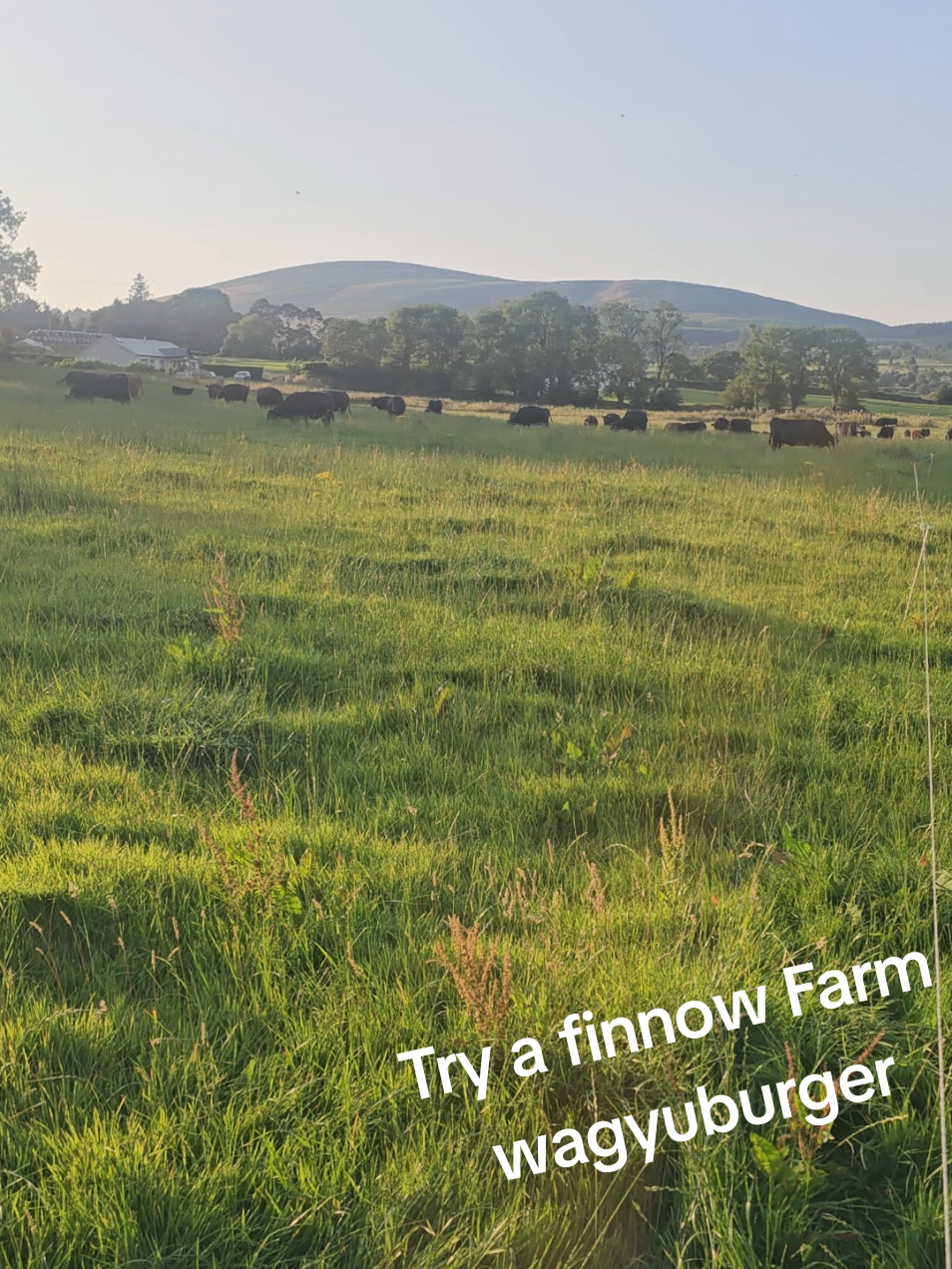 @finnowfarm