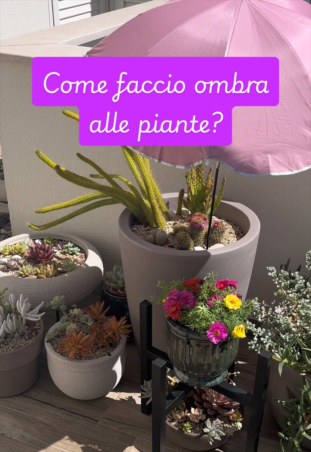 @piccole.spine.felici