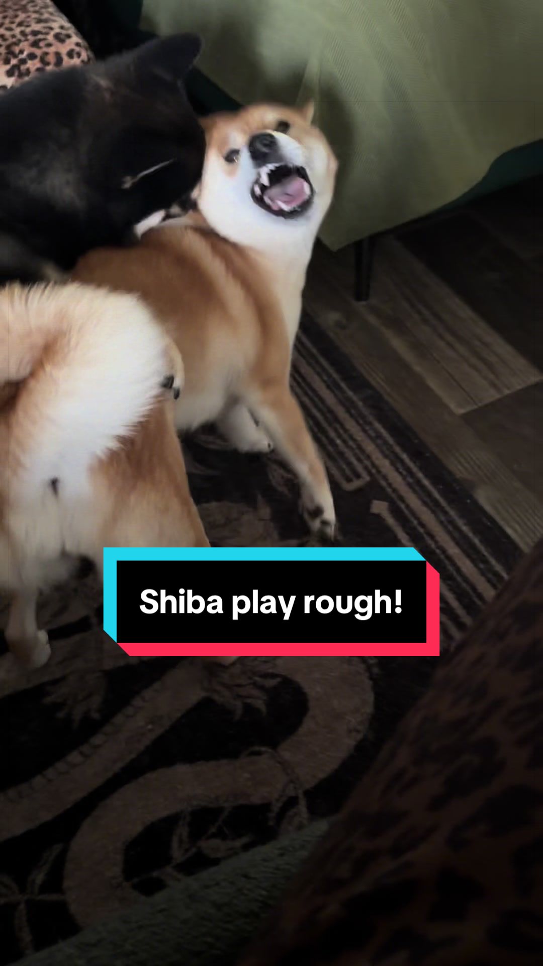 @Life with Shibas