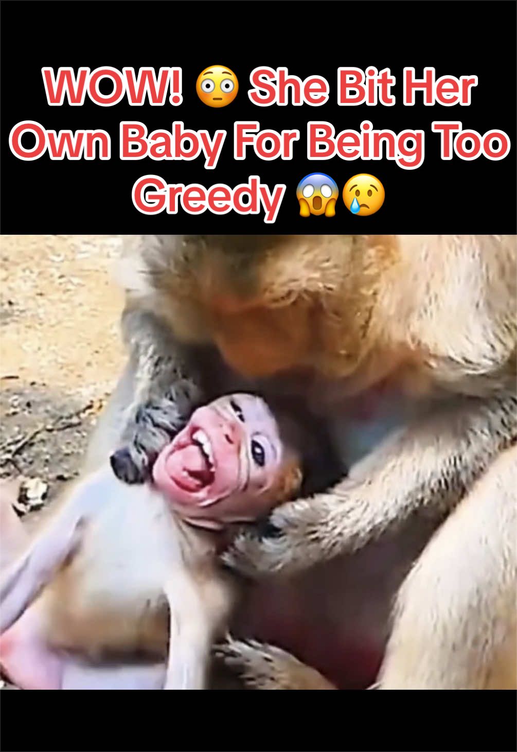 @Baby Monkey Life