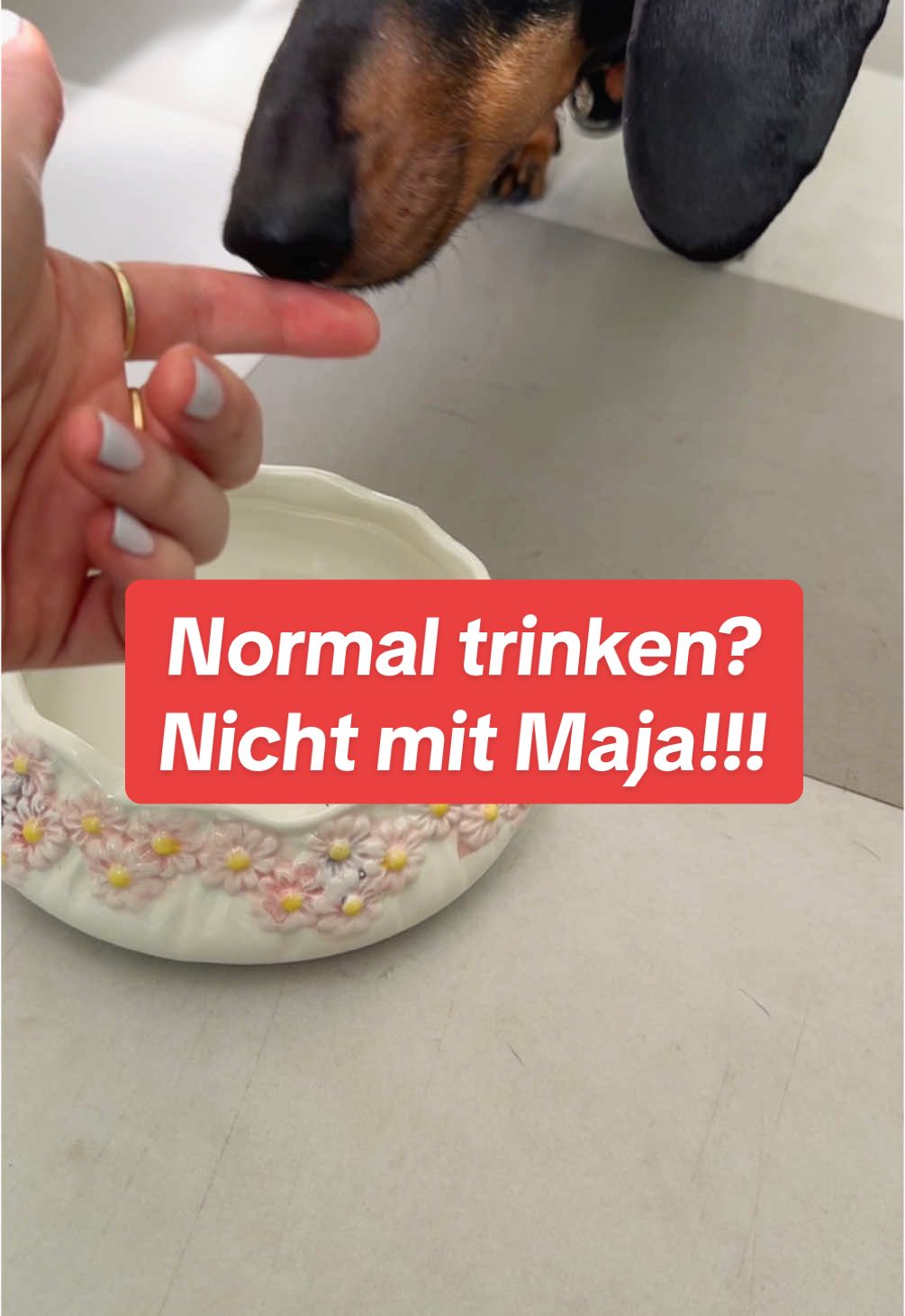@SausagedogMaja
