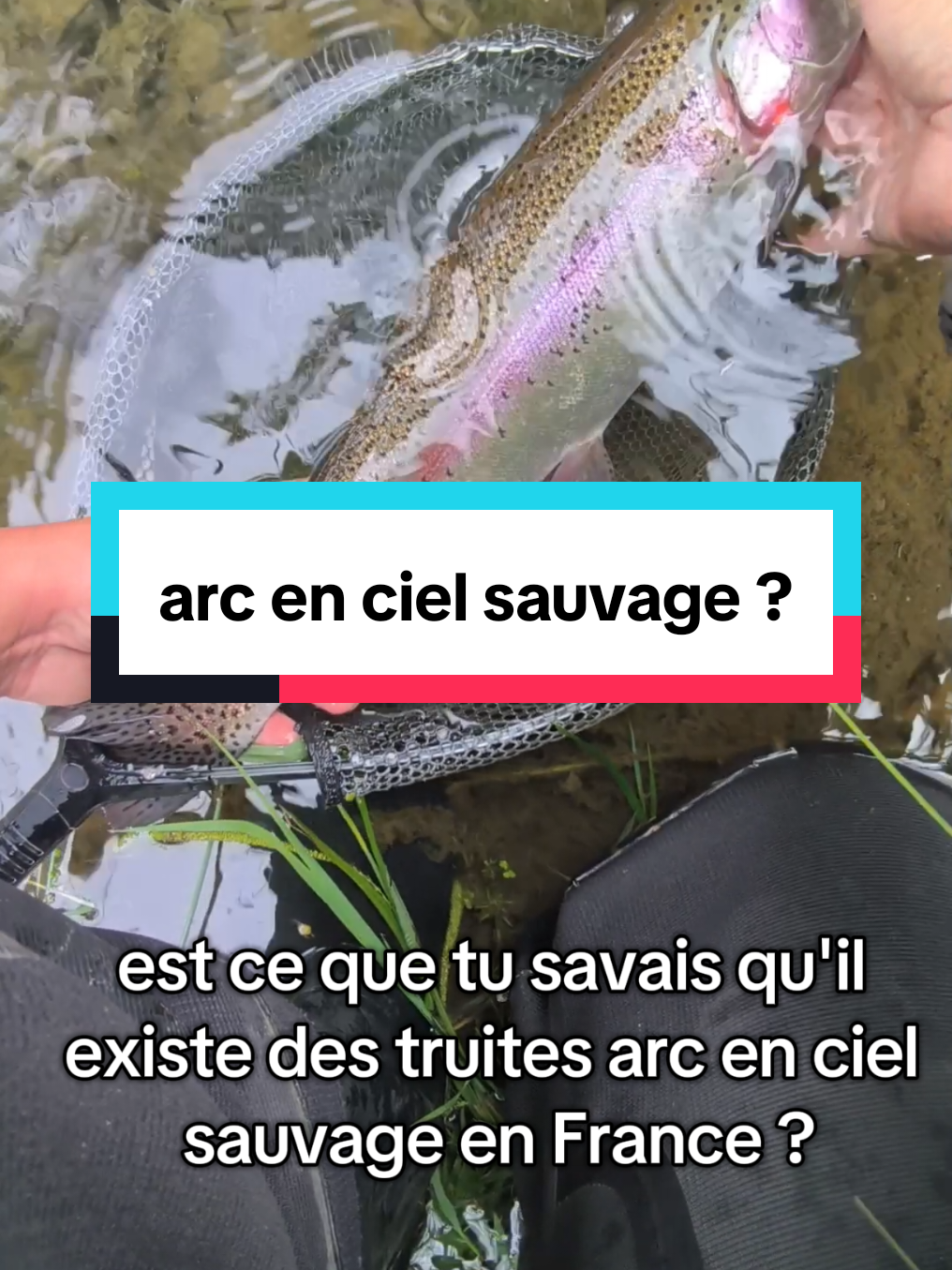 @flowfish