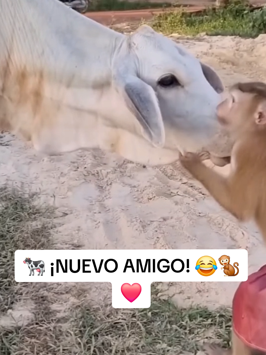 @monkeyYAYA
