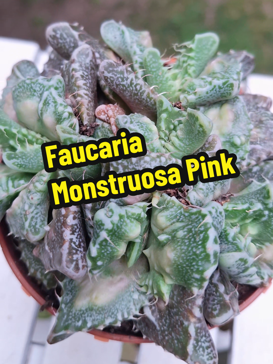 @Succulent_ninja