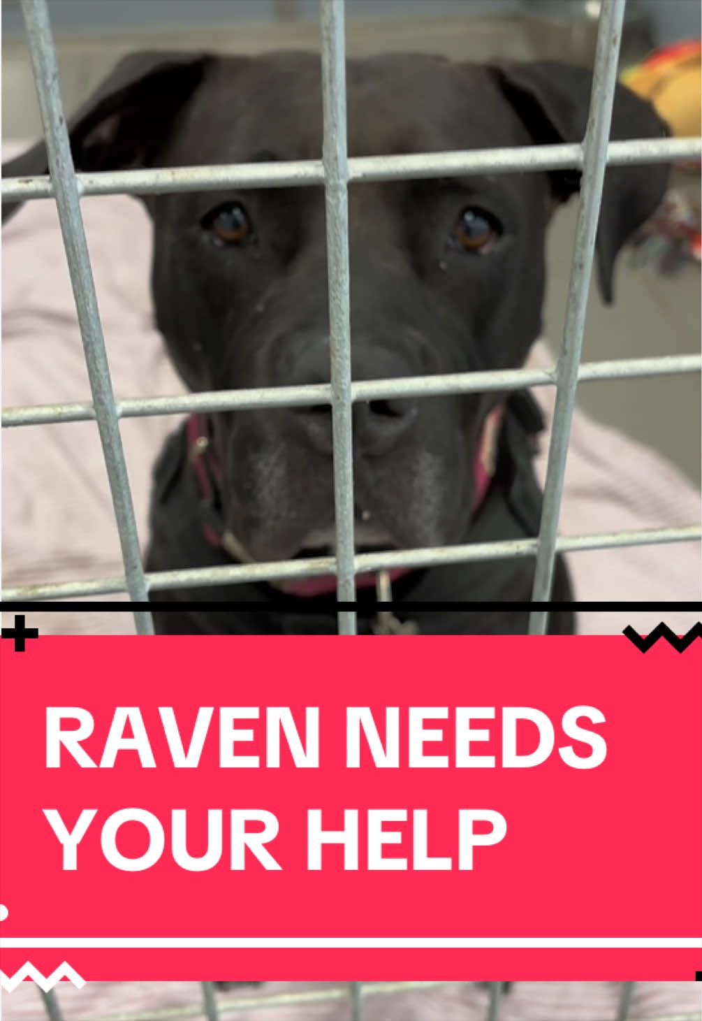 @RSPCA brighton