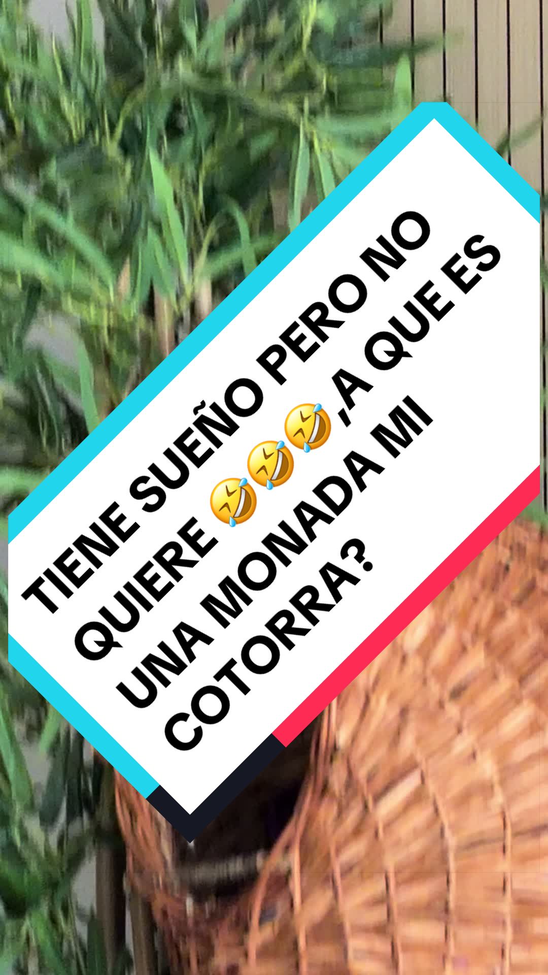 @Nesle
