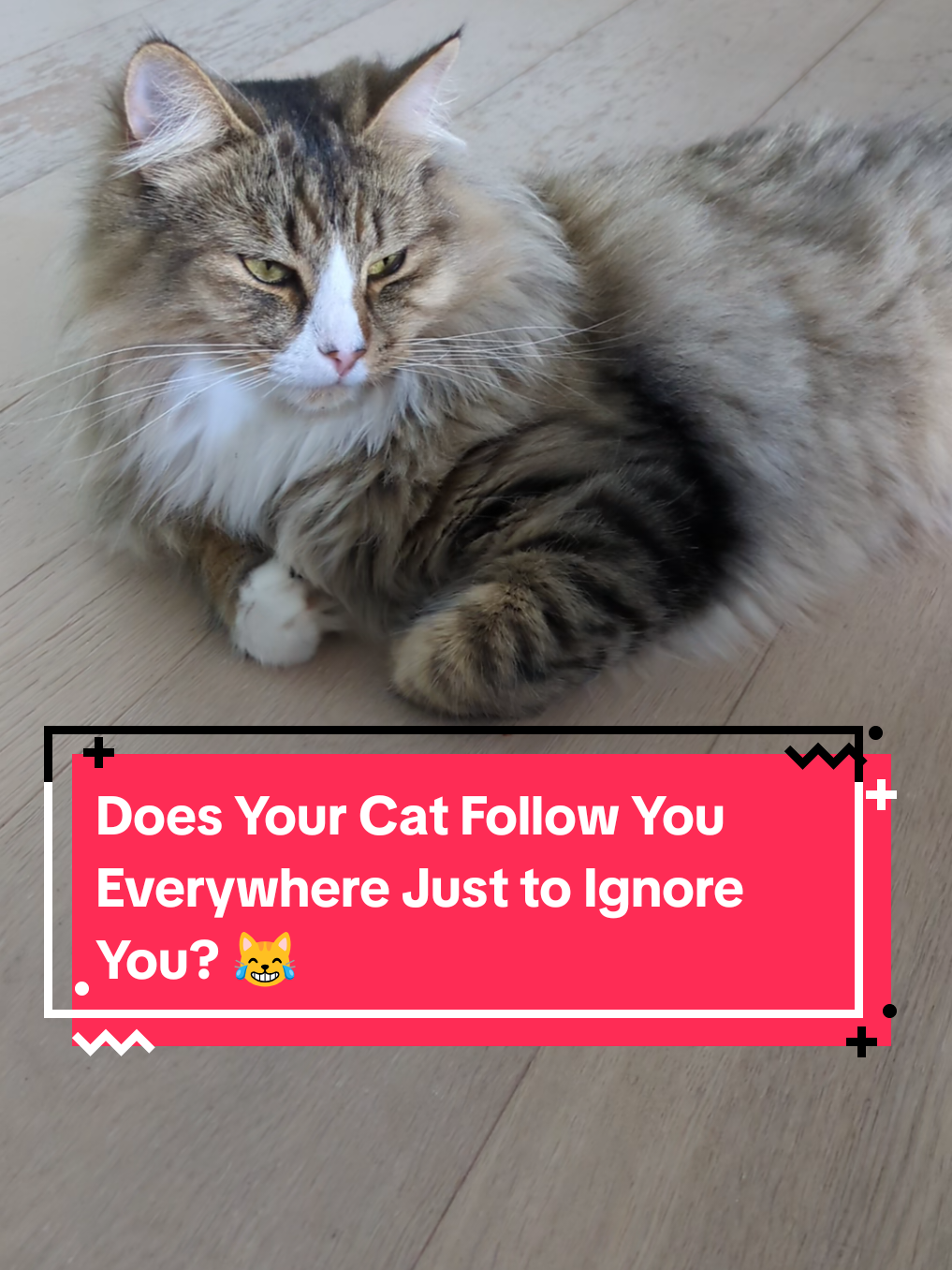 @The Cutest Cats Ever