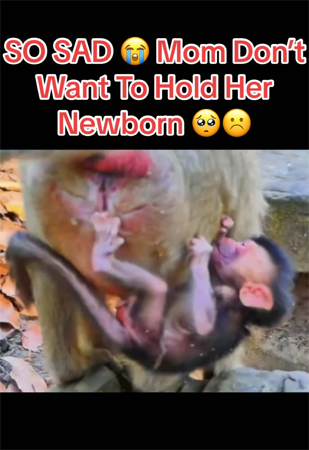 @Baby Monkey Life