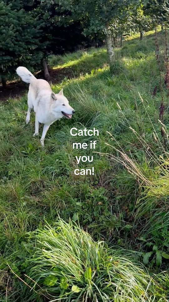 @Wolves of the Lakes