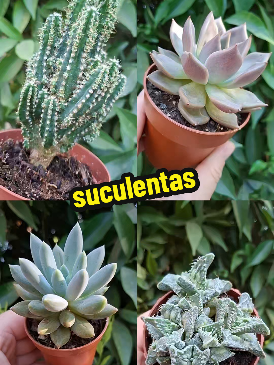 @Succulent_ninja