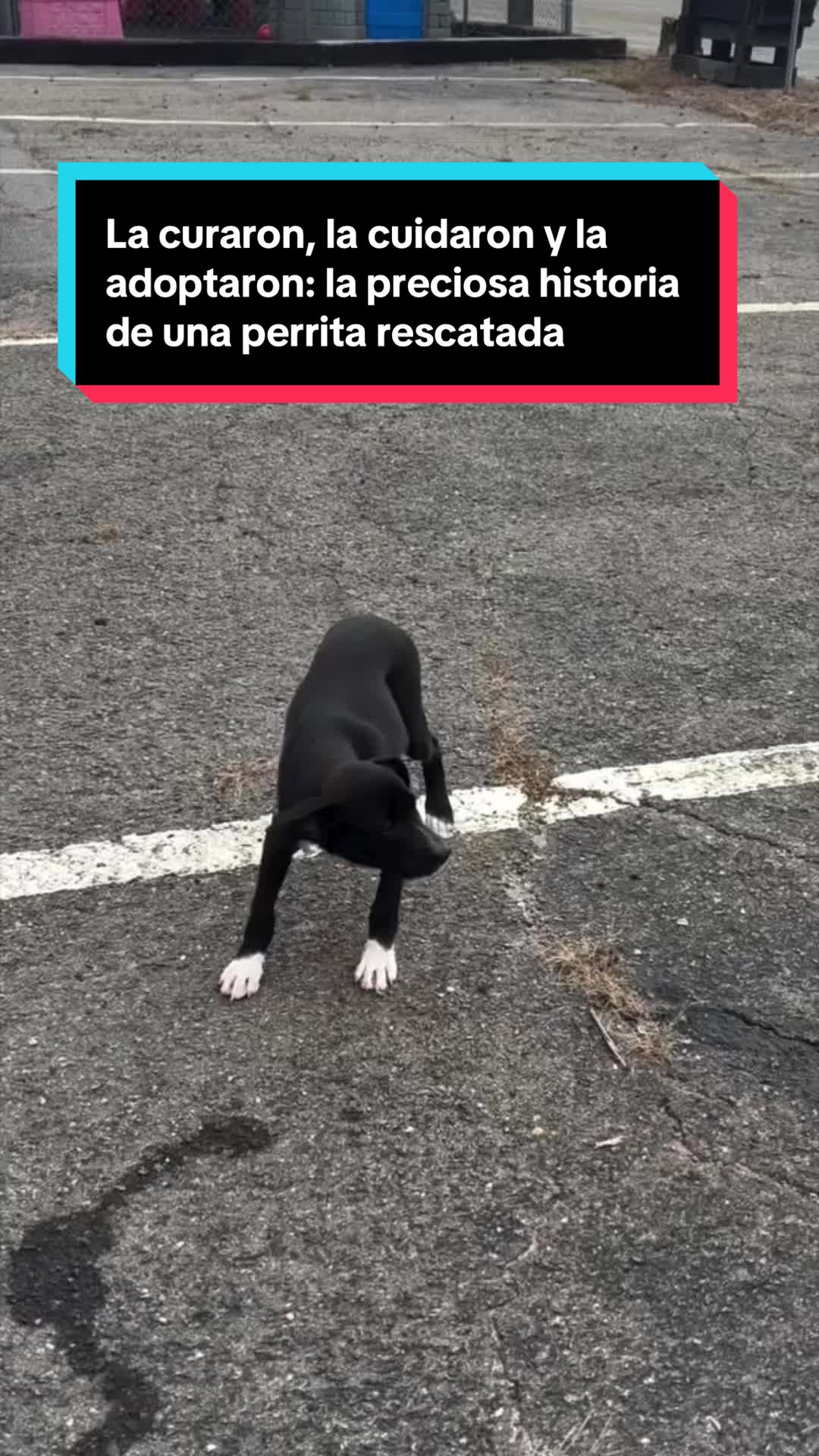 @EL ESPAÑOL 🦁