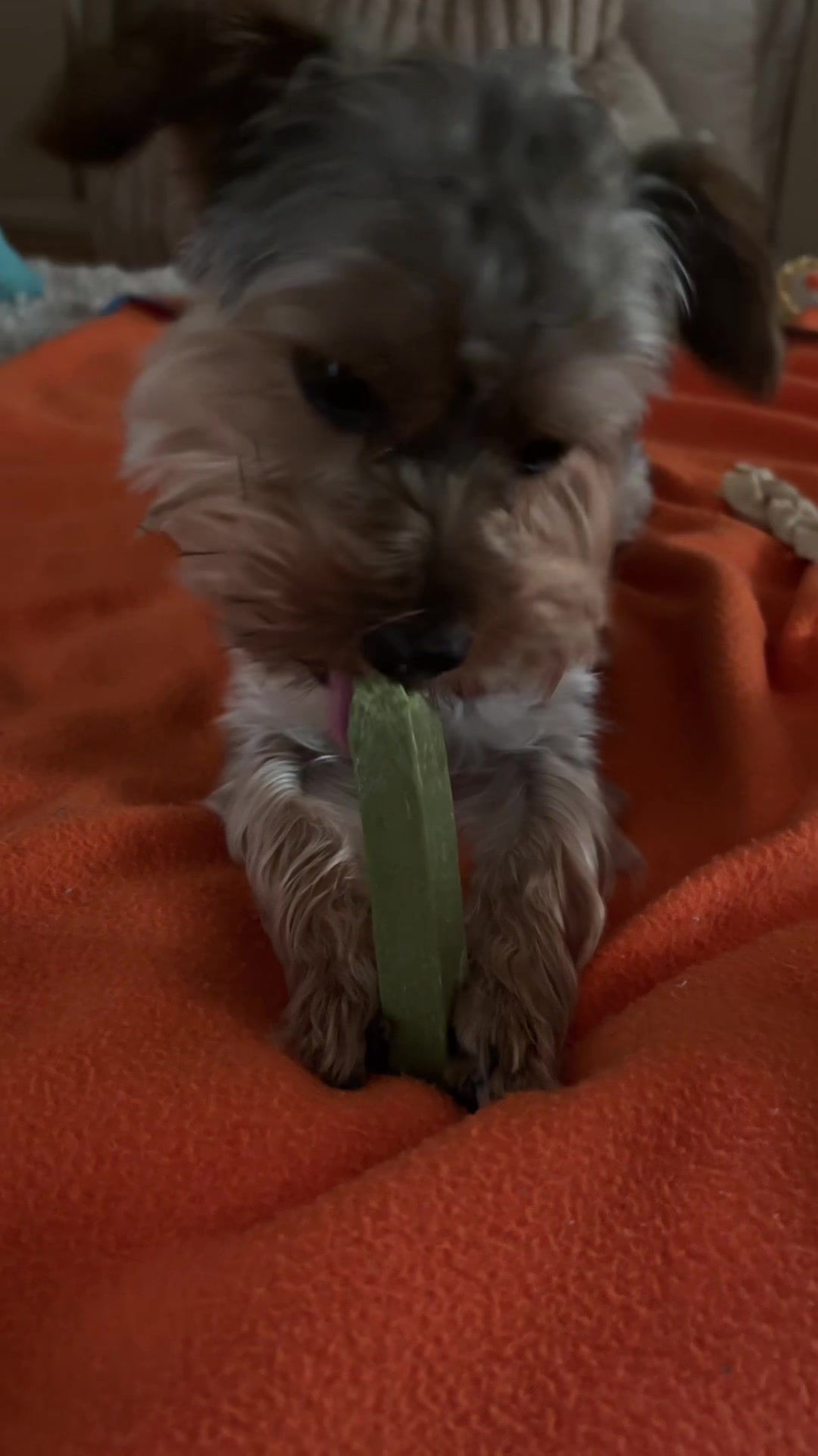 @Benjie the Yorkie