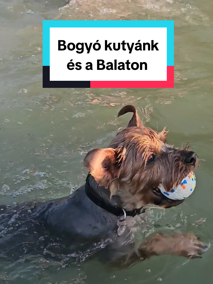 @J&oacute;ga Medvegy Gergely oktat&oacute;val