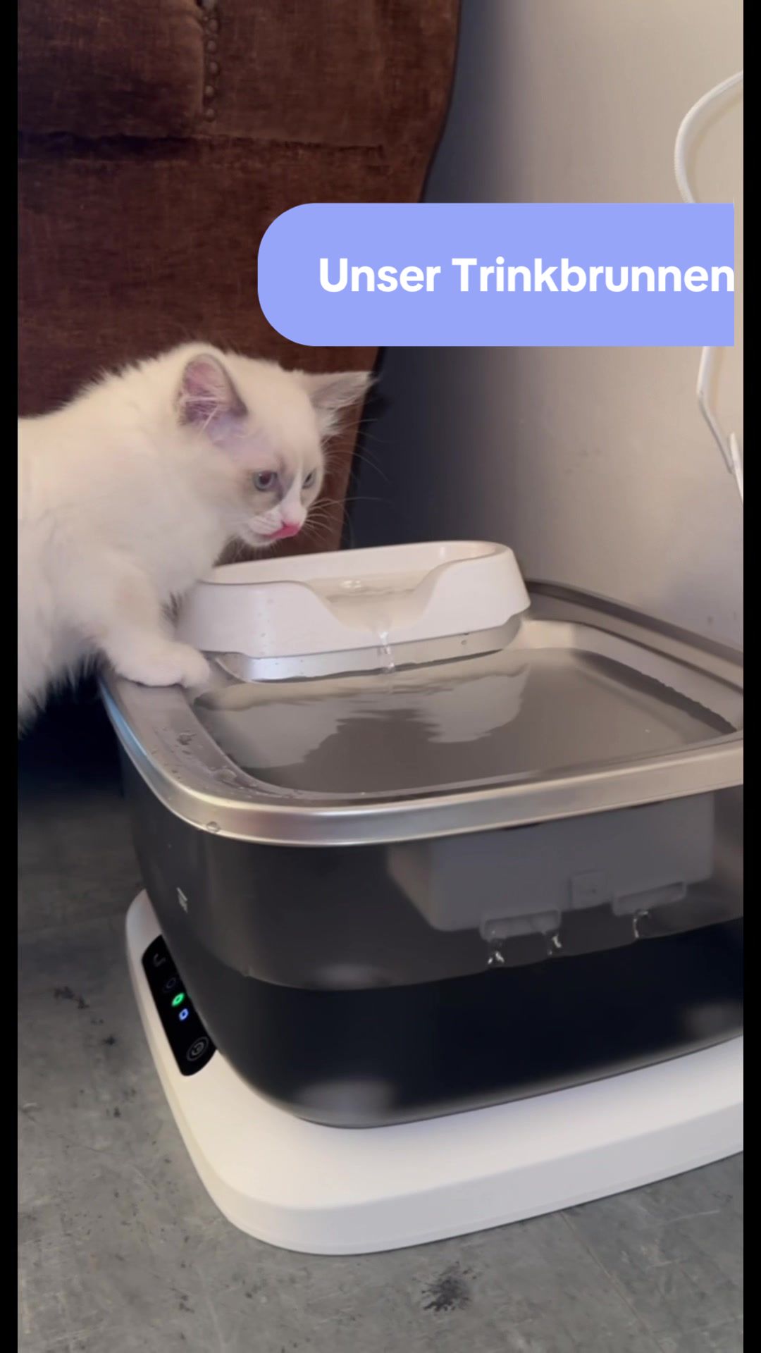 @Ragdoll Kittys🌈🧡🐾