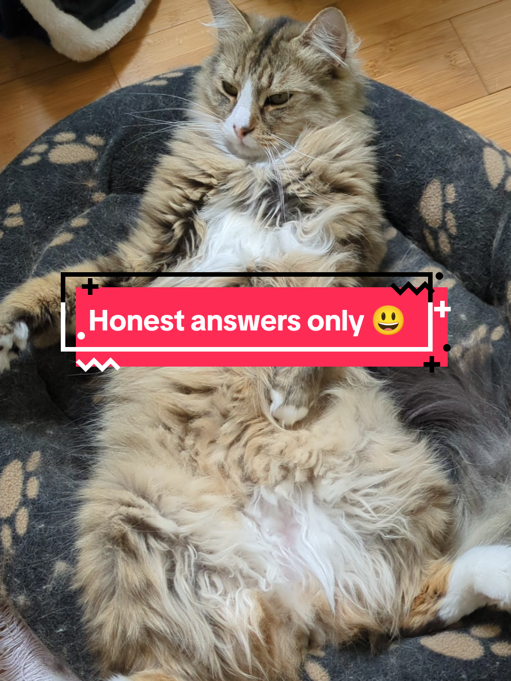 @The Cutest Cats Ever