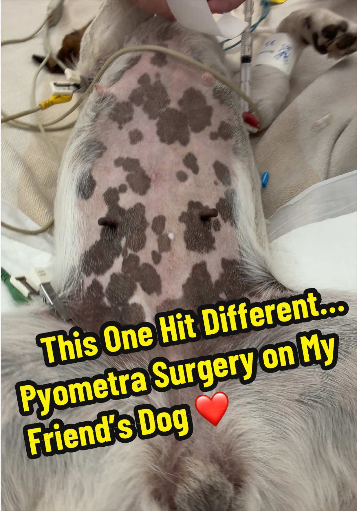 @Tomasthevet