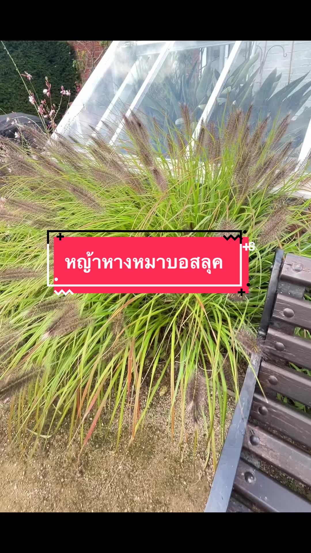 @Ann:)สาวไทยในไอร์แลนด์เหนือ